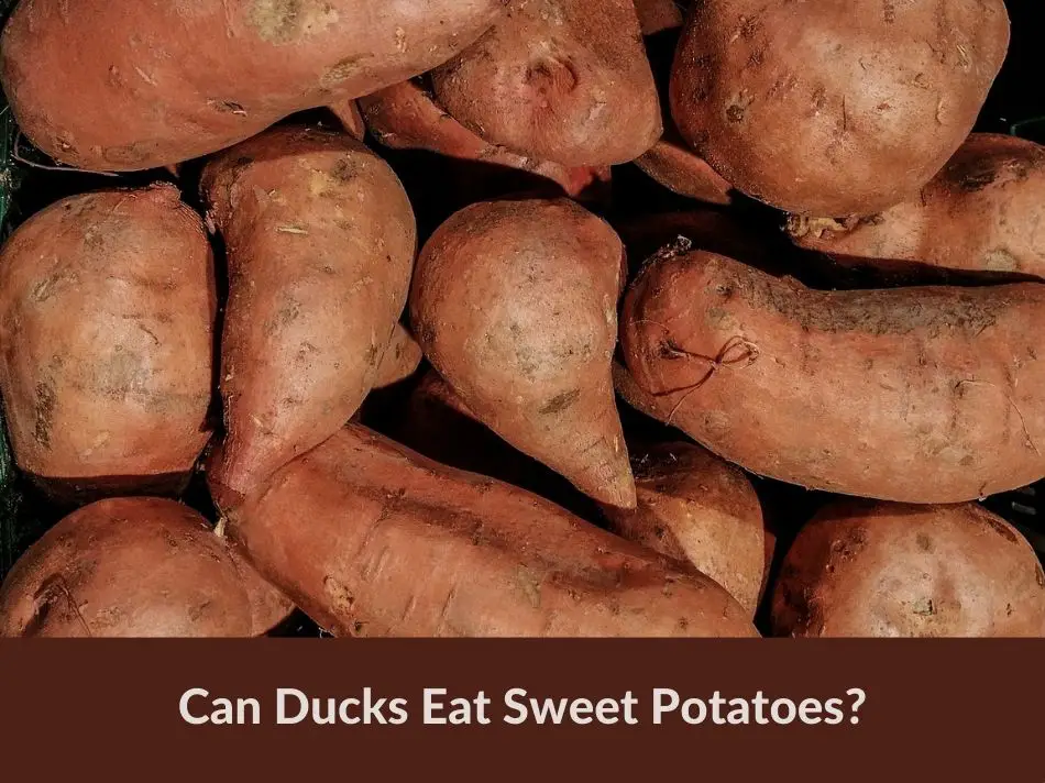 Can Ducks Eat Sweet Potatoes?