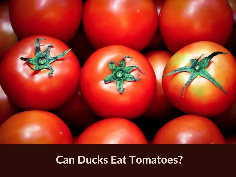 Can Ducks Eat Tomatoes?