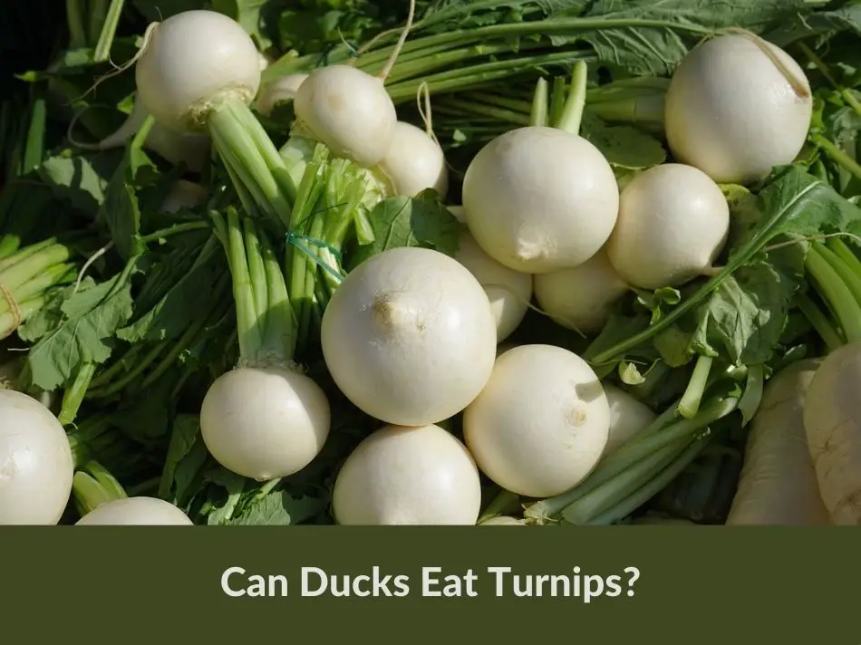 Can Ducks Eat Turnips?