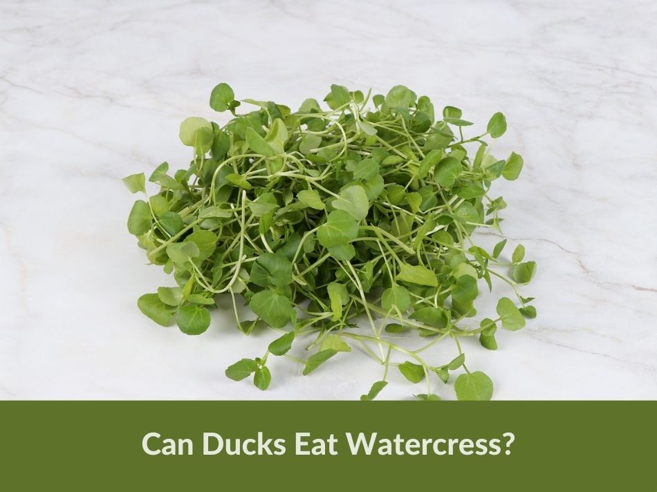 Can Ducks Eat Watercress?