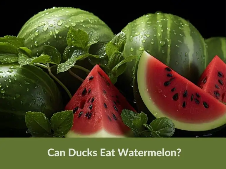 Can Ducks Eat Watermelon? (All You Need To Know) Grow Green Gardens