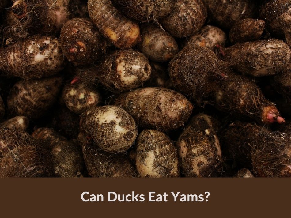 Can Ducks Eat Yams?