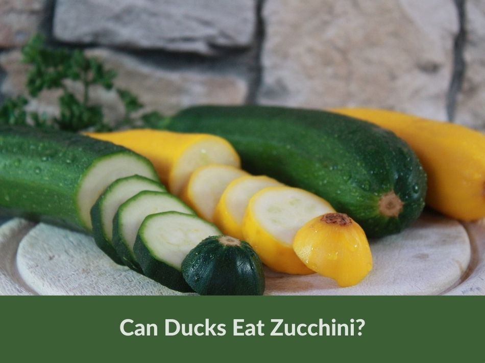 Can Ducks Eat Zucchini?