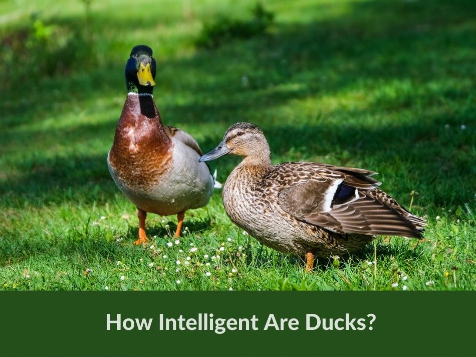 How Intelligent Are Ducks?