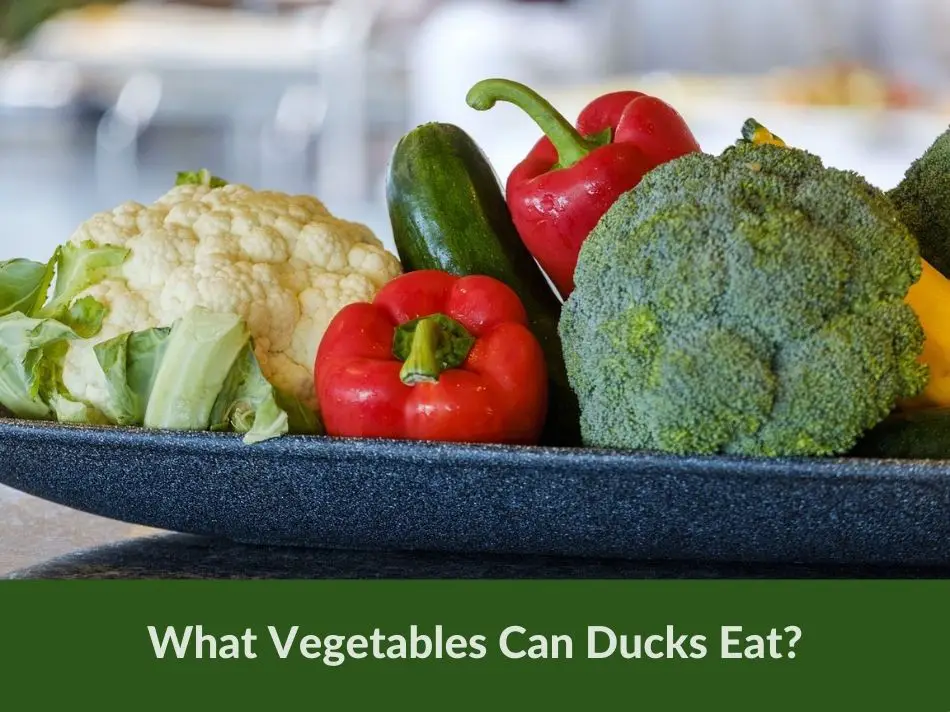 What Vegetables Can Ducks Eat?