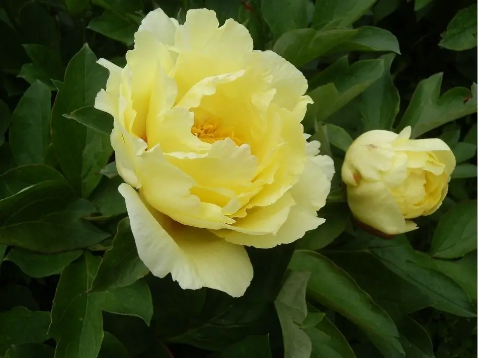 Yellow Peony Flower