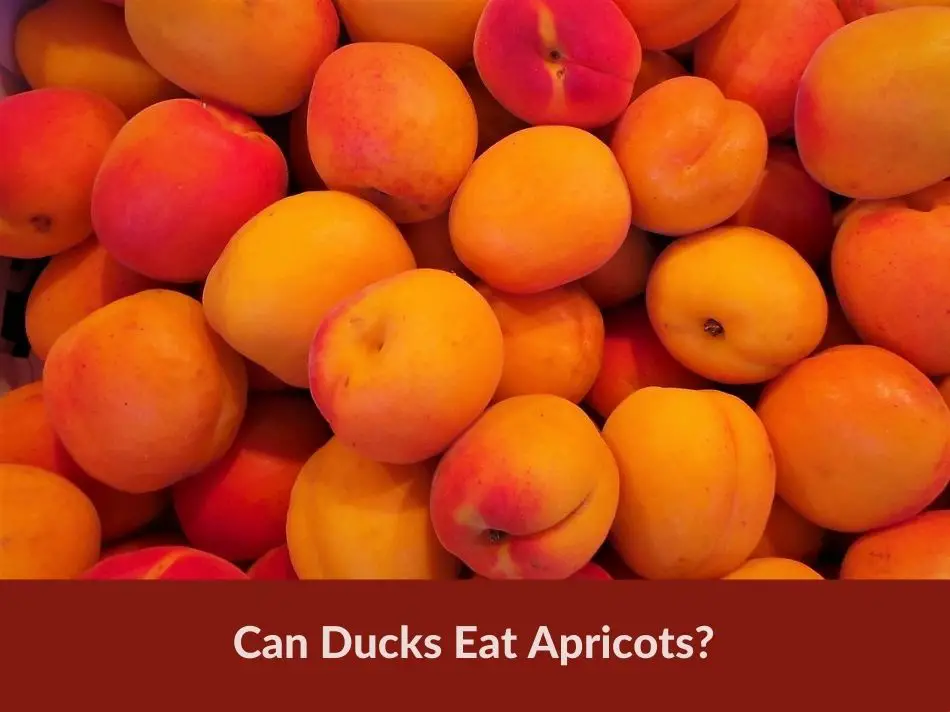 Can Ducks Eat Apricots?