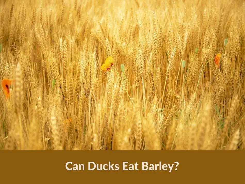 Can Ducks Eat Barley?