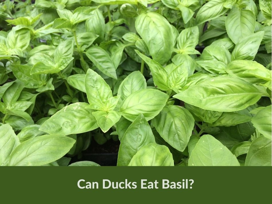 Can Ducks Eat Basil?