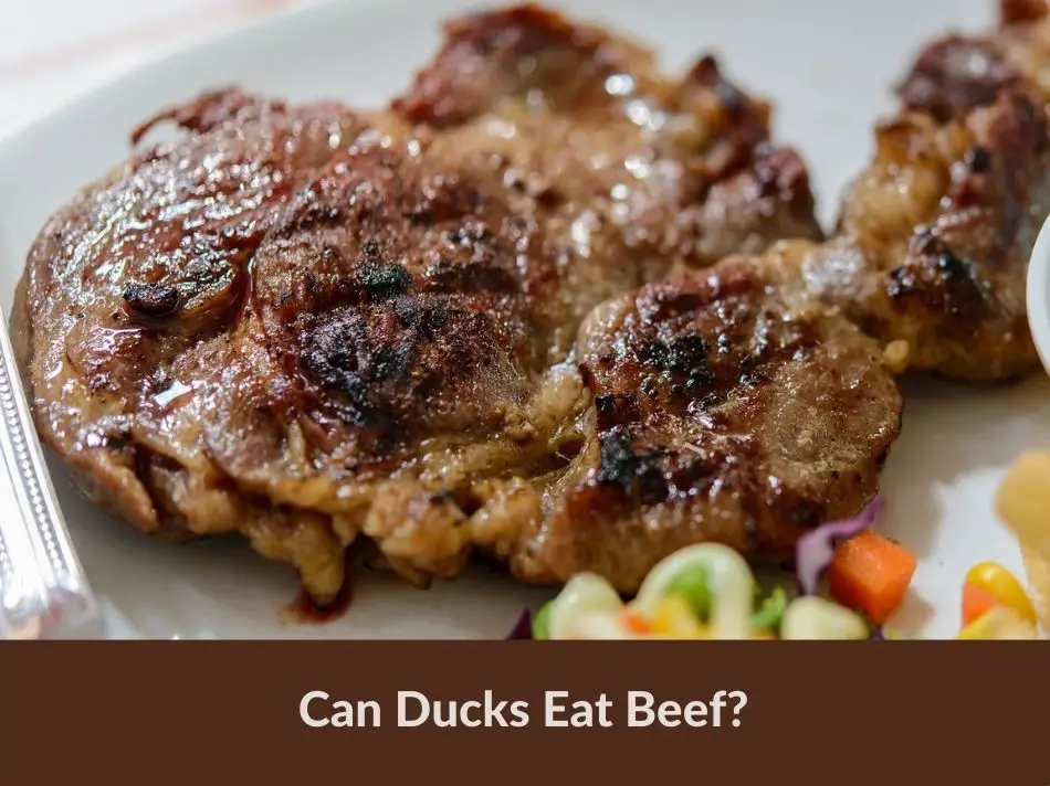 Can Ducks Eat Beef?