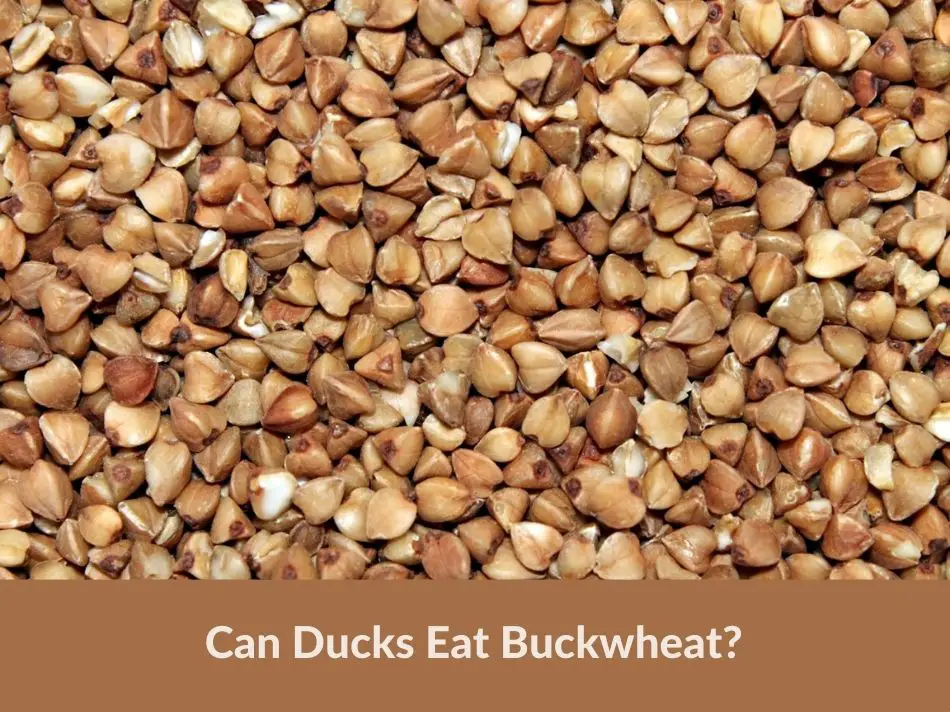 Can Ducks Eat Buckwheat?