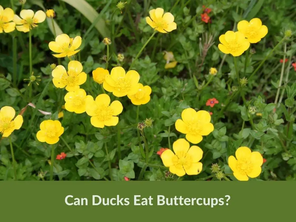 Can Ducks Eat Buttercups?