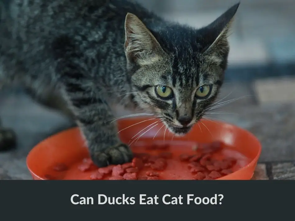 Can Ducks Eat Cat Food?