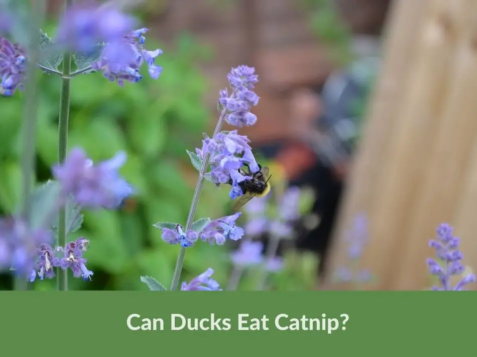 Can Ducks Eat Catnip?