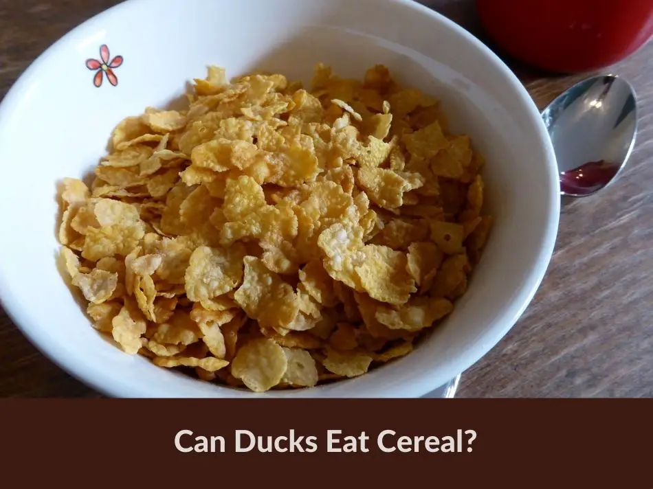 Can Ducks Eat Cereal?