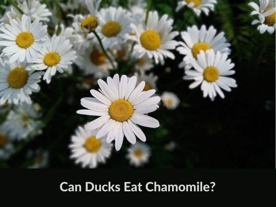 Can Ducks Eat Chamomile?