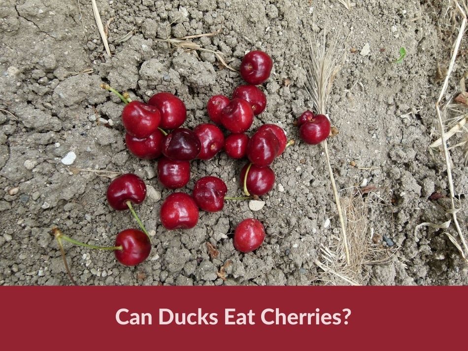 Can Ducks Eat Cherries?