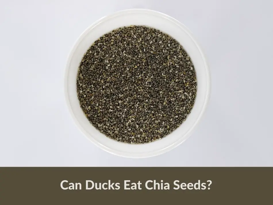 Can Ducks Eat Chia Seeds?