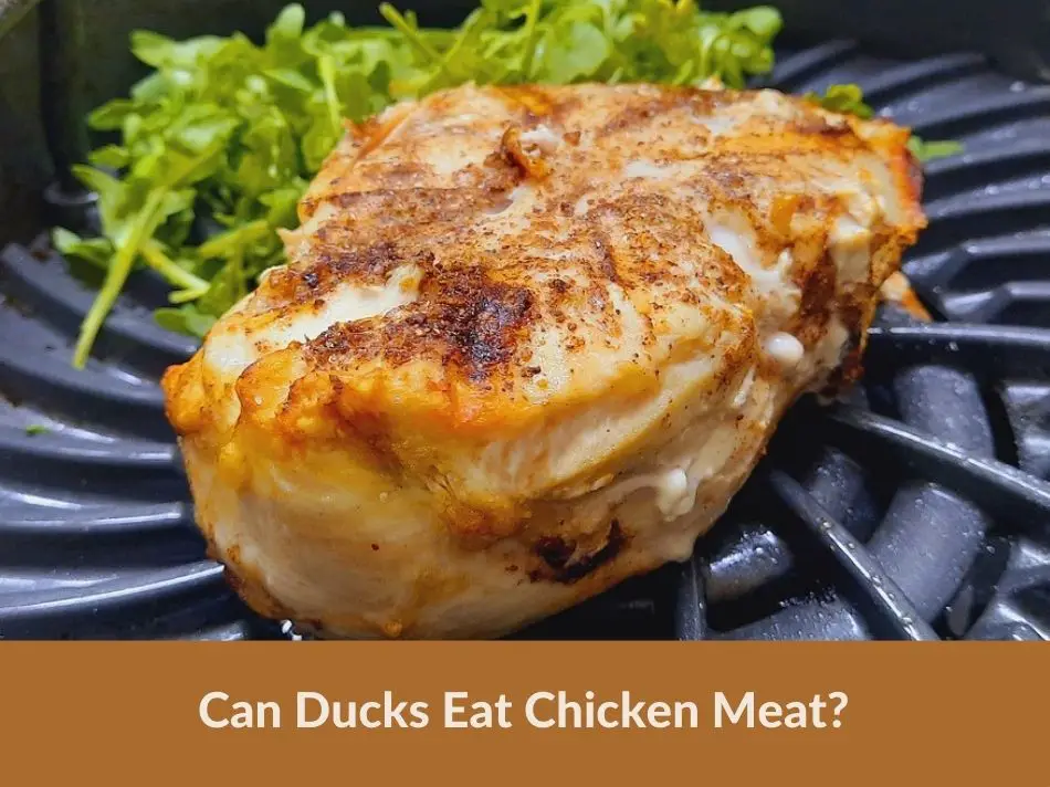 Can Ducks Eat Chicken Meat?