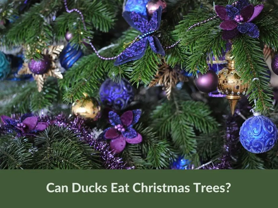 Can Ducks Eat Christmas Trees?
