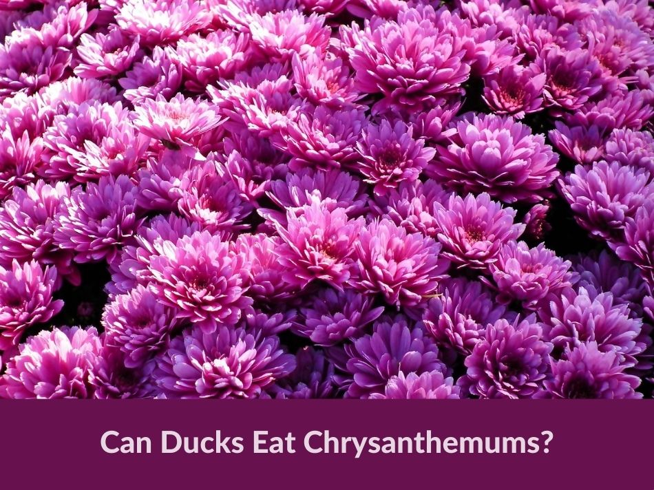 Can Ducks Eat Chrysanthemums?