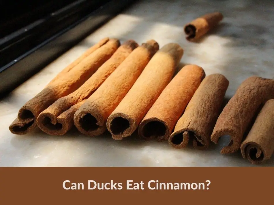 Can Ducks Eat Cinnamon?