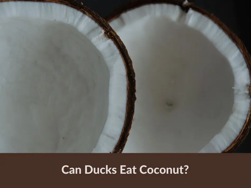 Can Ducks Eat Coconut?
