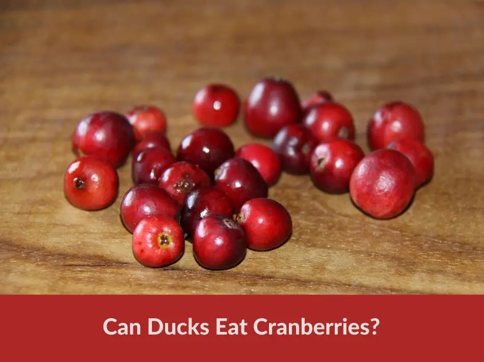 Can Ducks Eat Cranberries?