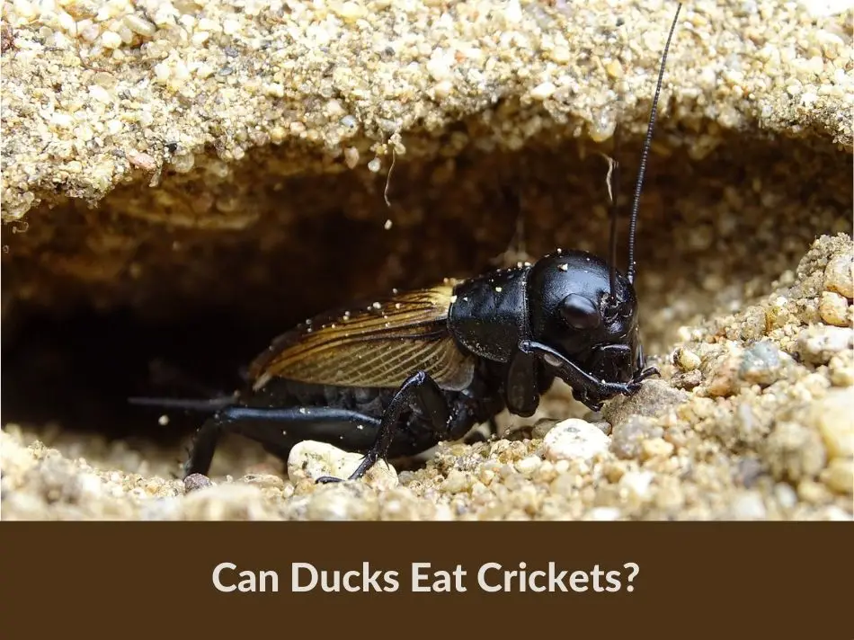 Can Ducks Eat Crickets?