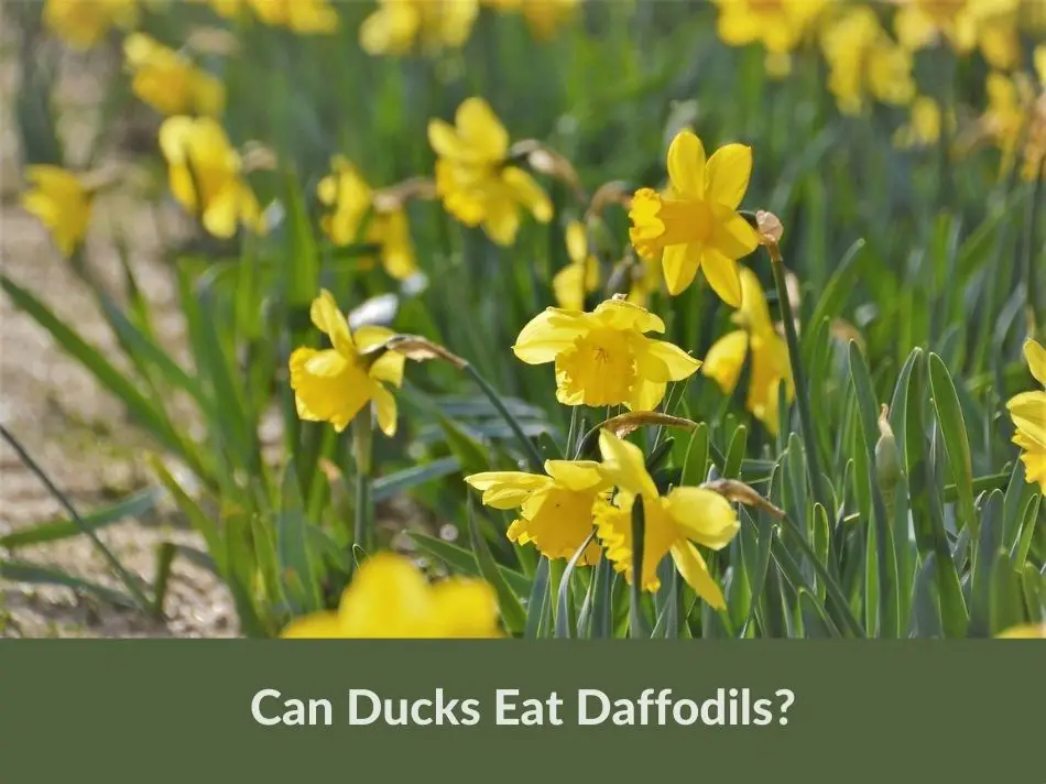 Can Ducks Eat Daffodils?