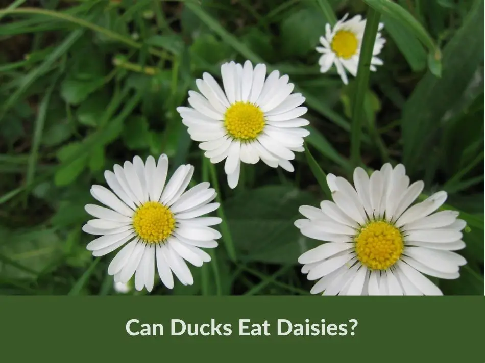 Can Ducks Eat Daisies?