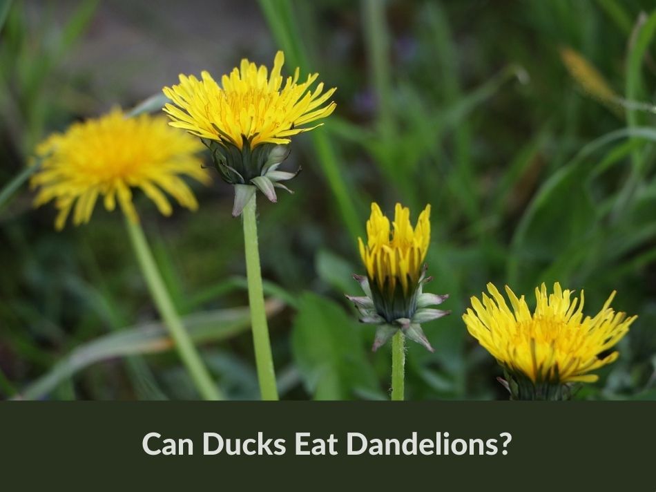 Can Ducks Eat Dandelions?