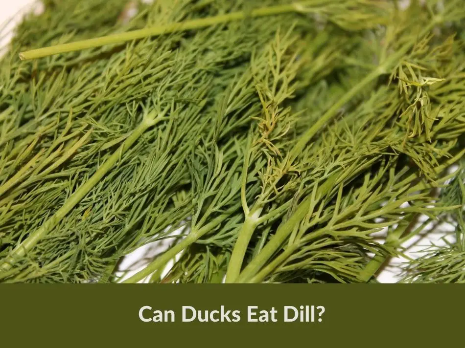 Can Ducks Eat Dill?