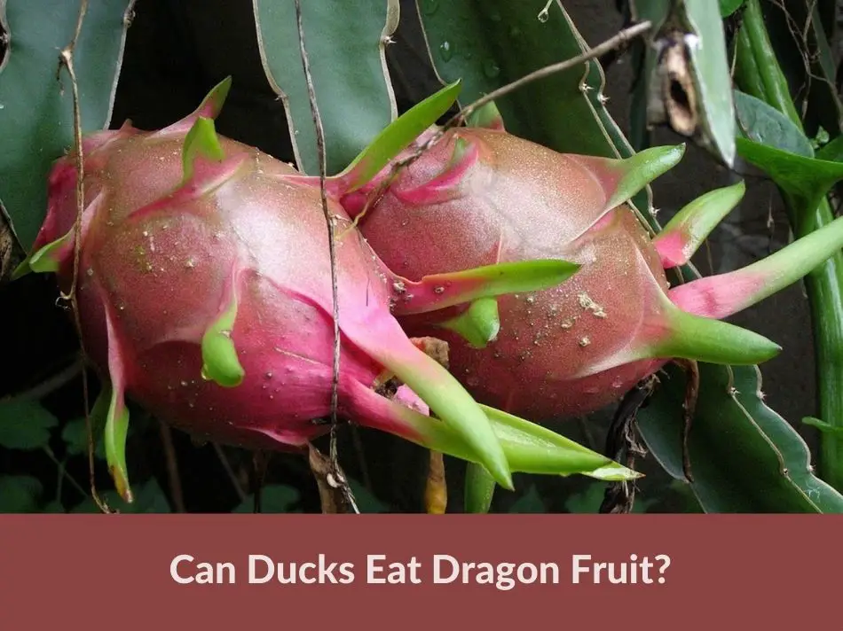 Can Ducks Eat Dragon Fruit?