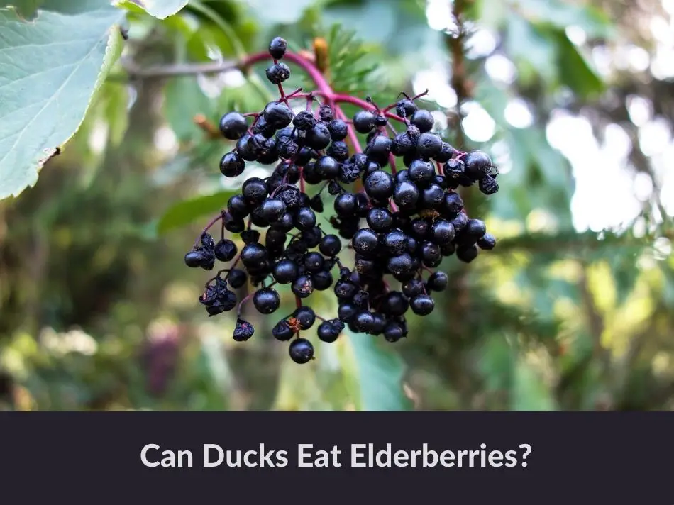 Can Ducks Eat Elderberries?