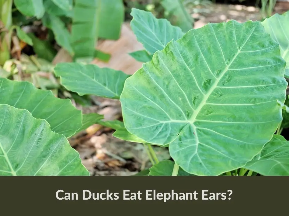 Can Ducks Eat Elephant Ears?