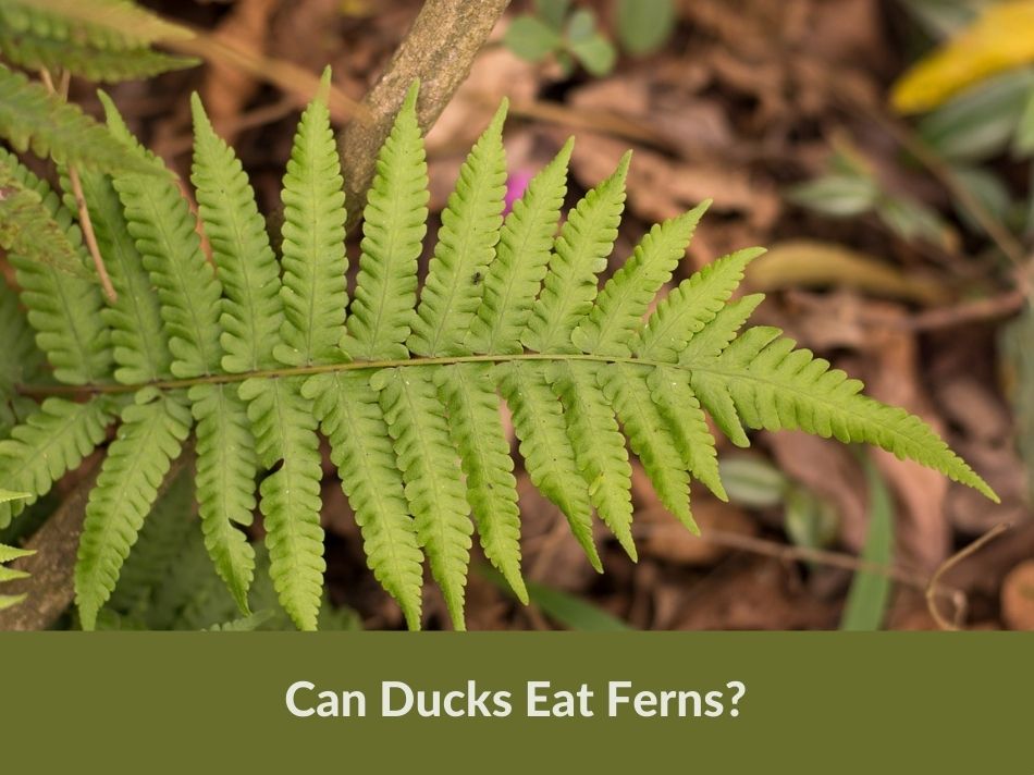 Can Ducks Eat Ferns?