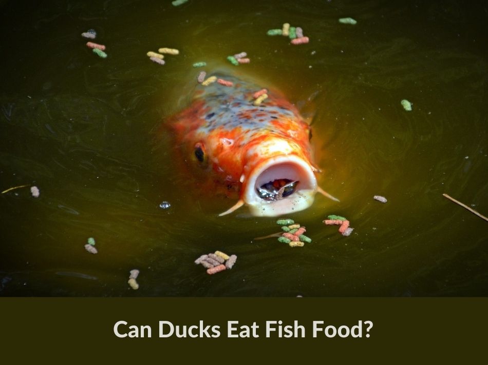 Can Ducks Eat Fish Food?