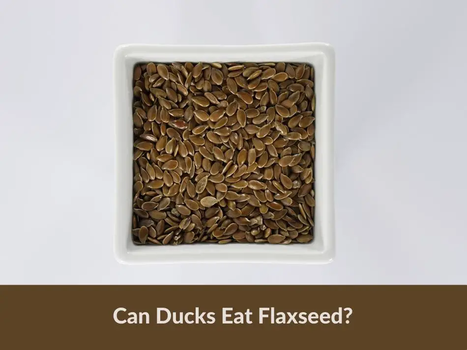 Can Ducks Eat Flaxseed?