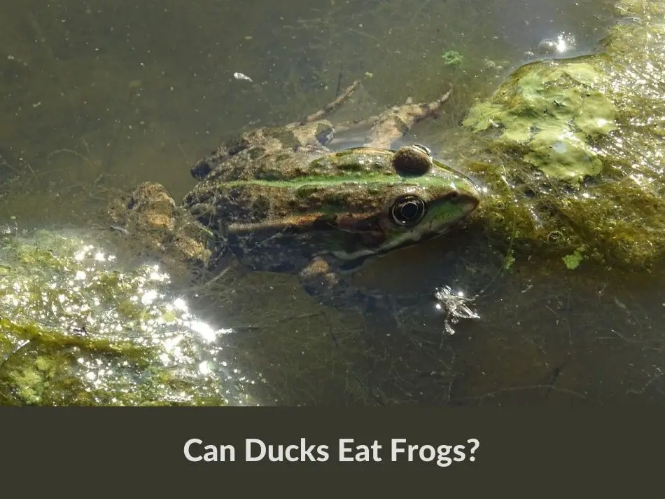 Can Ducks Eat Frogs?