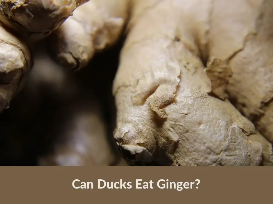 Can Ducks Eat Ginger?