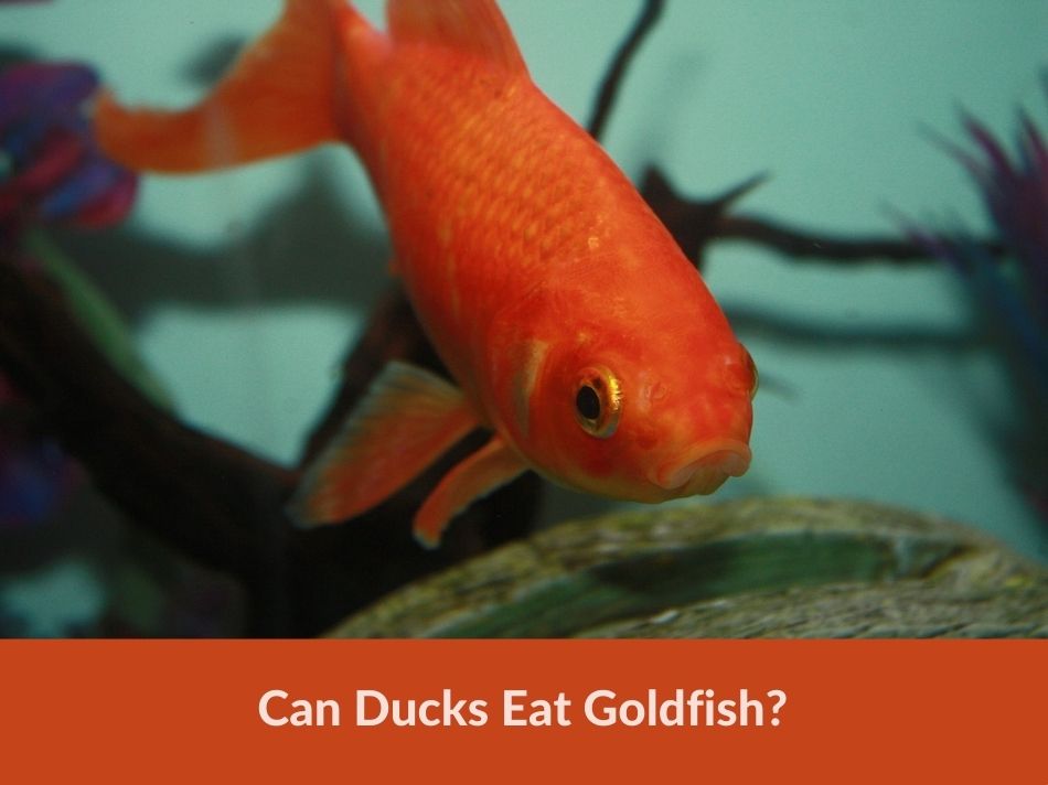 Can Ducks Eat Goldfish?