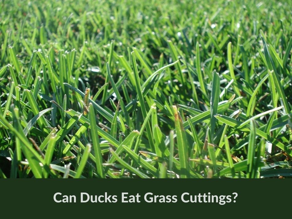 Can Ducks Eat Grass Cuttings?