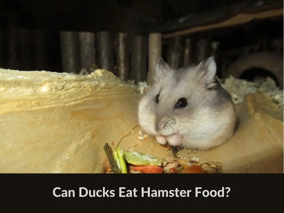 Can Ducks Eat Hamster Food? (All You Need To Know) - Grow Green Gardens