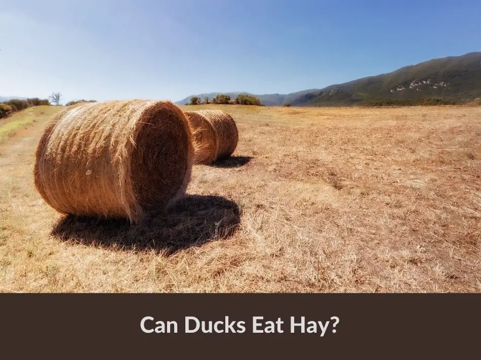 Can Ducks Eat Hay?