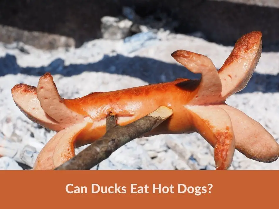 Can Ducks Eat Hot Dogs?
