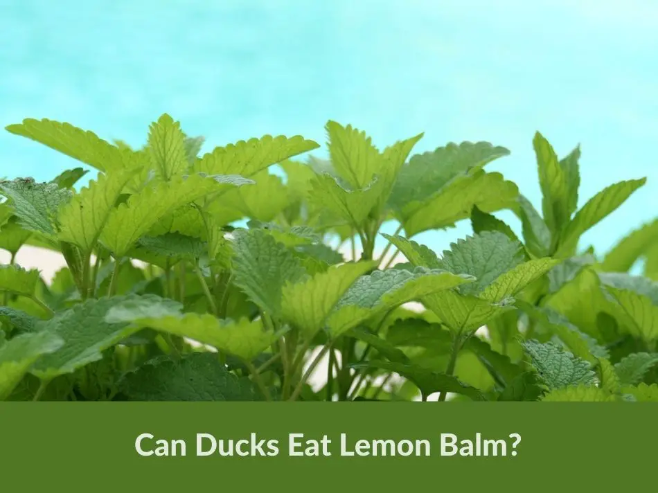 Can Ducks Eat Lemon Balm?