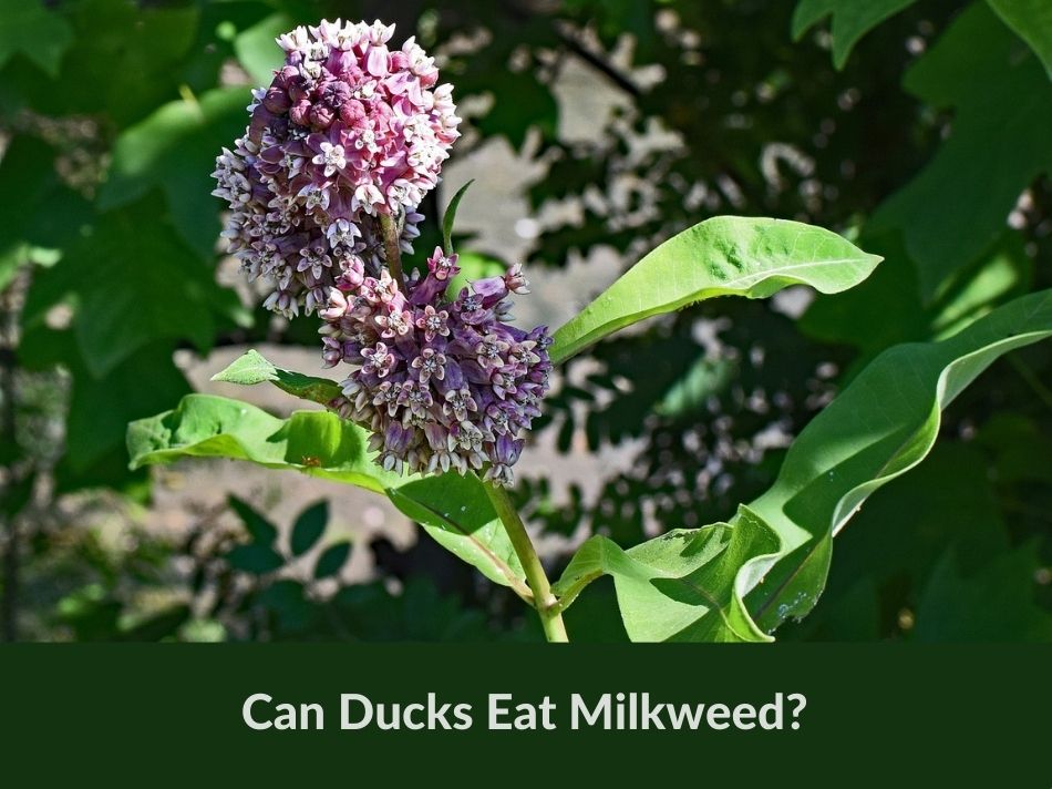 Can Ducks Eat Milkweed?