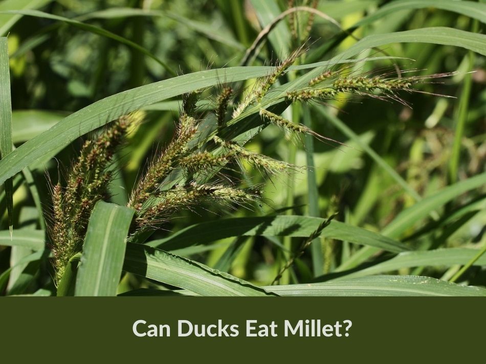Can Ducks Eat Millet?