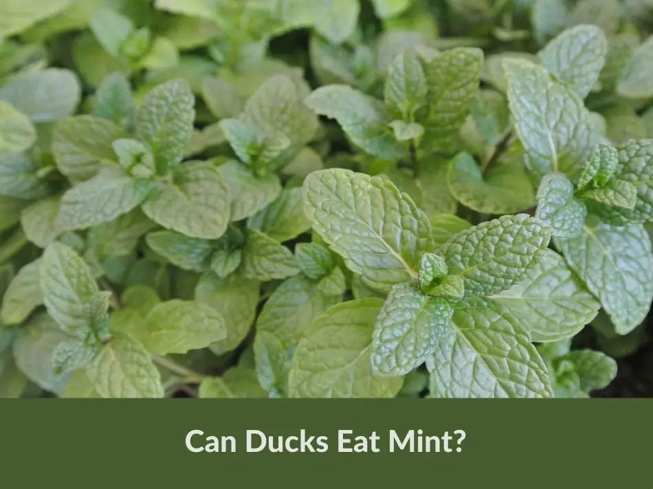 Can Ducks Eat Mint?